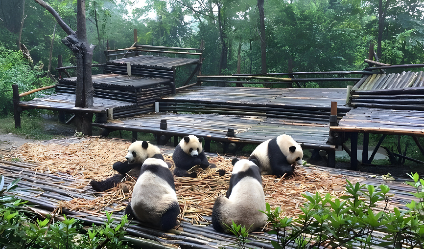 VIAJE CHINA  Y EL OSO PANDA  DESDE MONTERREY