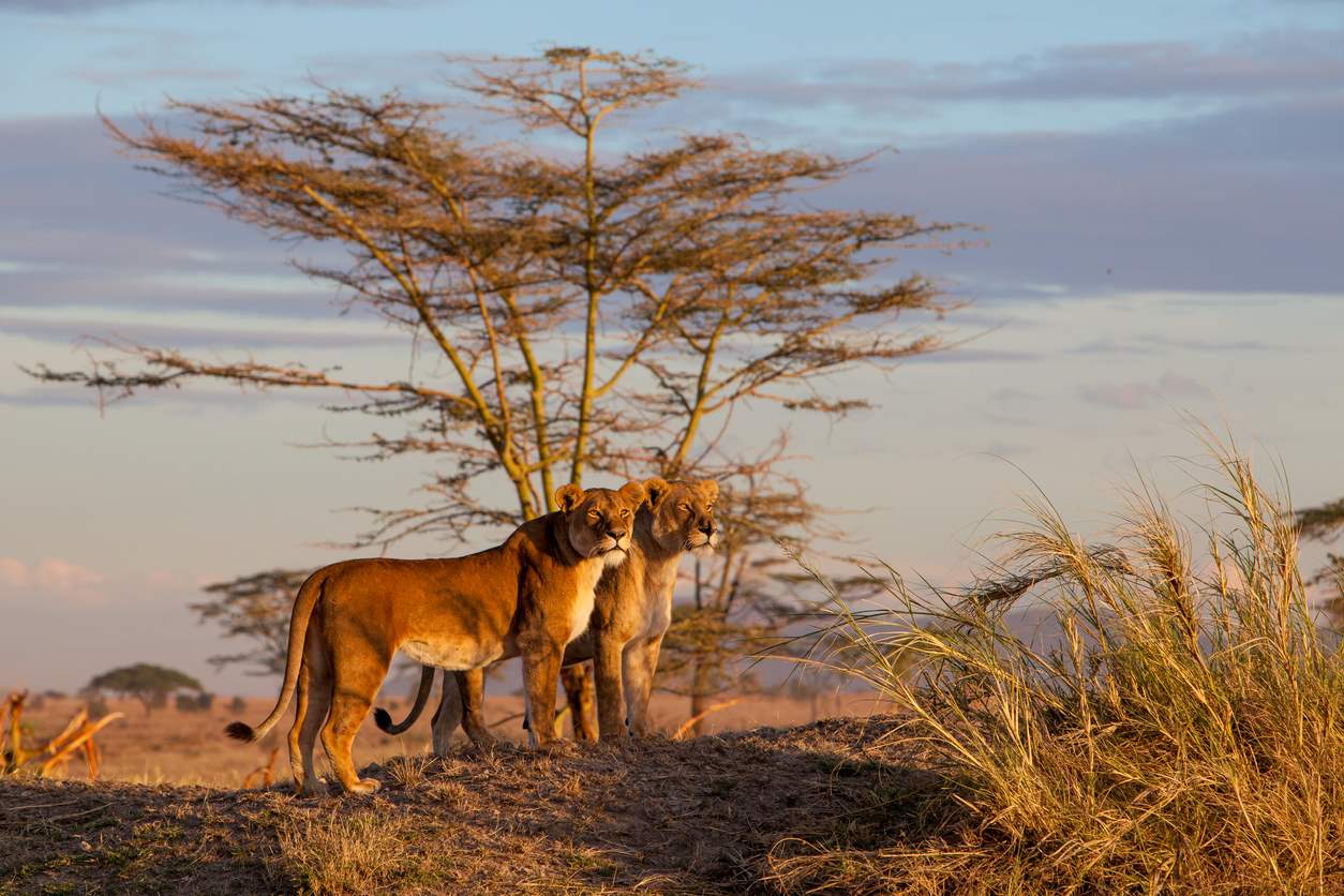 VIAJE PARQUE DE KENYA Y TANZANIA  DESDE MONTERREY