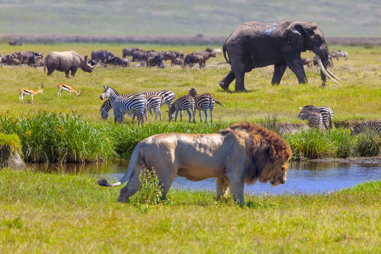 VIAJE GRAN SAFARI DESDE KENYA A TANZANIA  DESDE MONTERREY