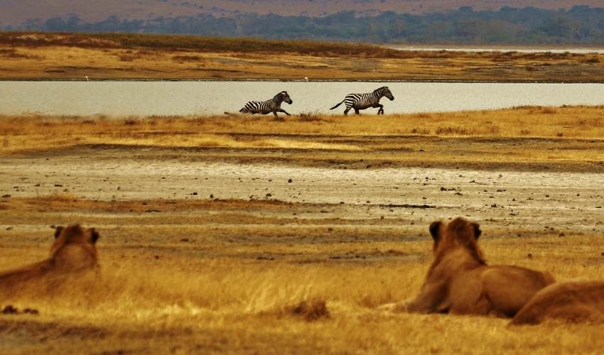 Viaje aventura en tanzania con zanzibar (en 4x4)  desde Monterrey