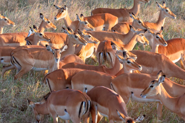 Viaje sudafrica en reserva privada y cataratas victoria (zimbabwe) con chobe  desde Monterrey